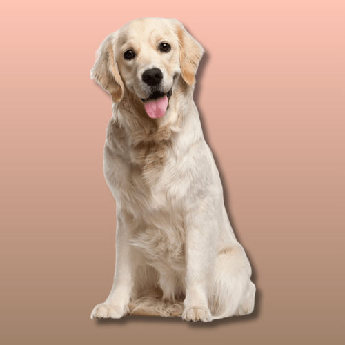 For Dogs
