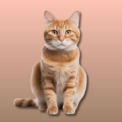 For Cats